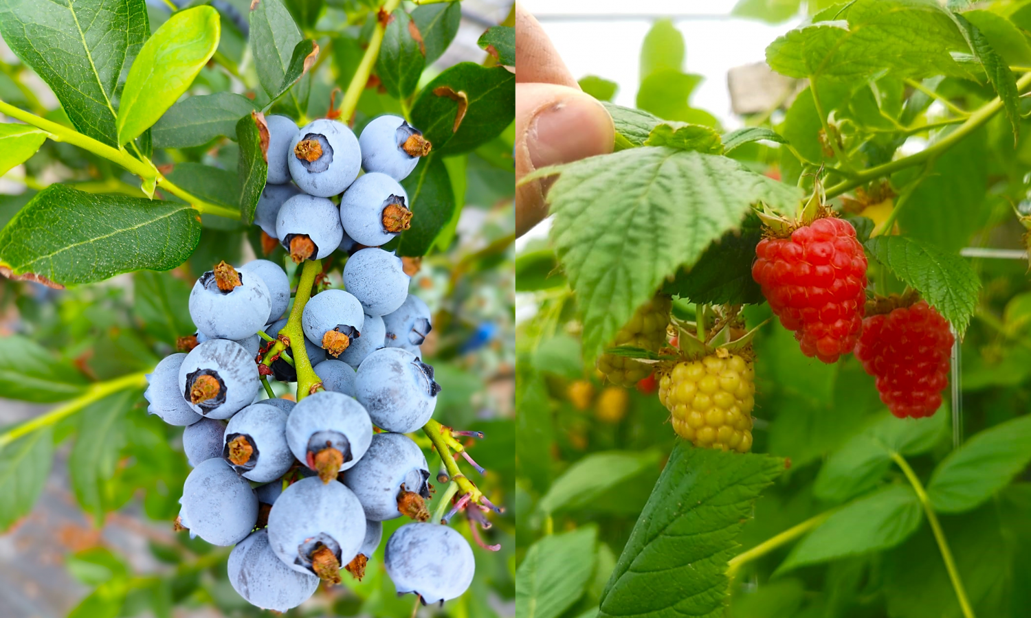 Saisonstart bei Heidel- & Himbeeren