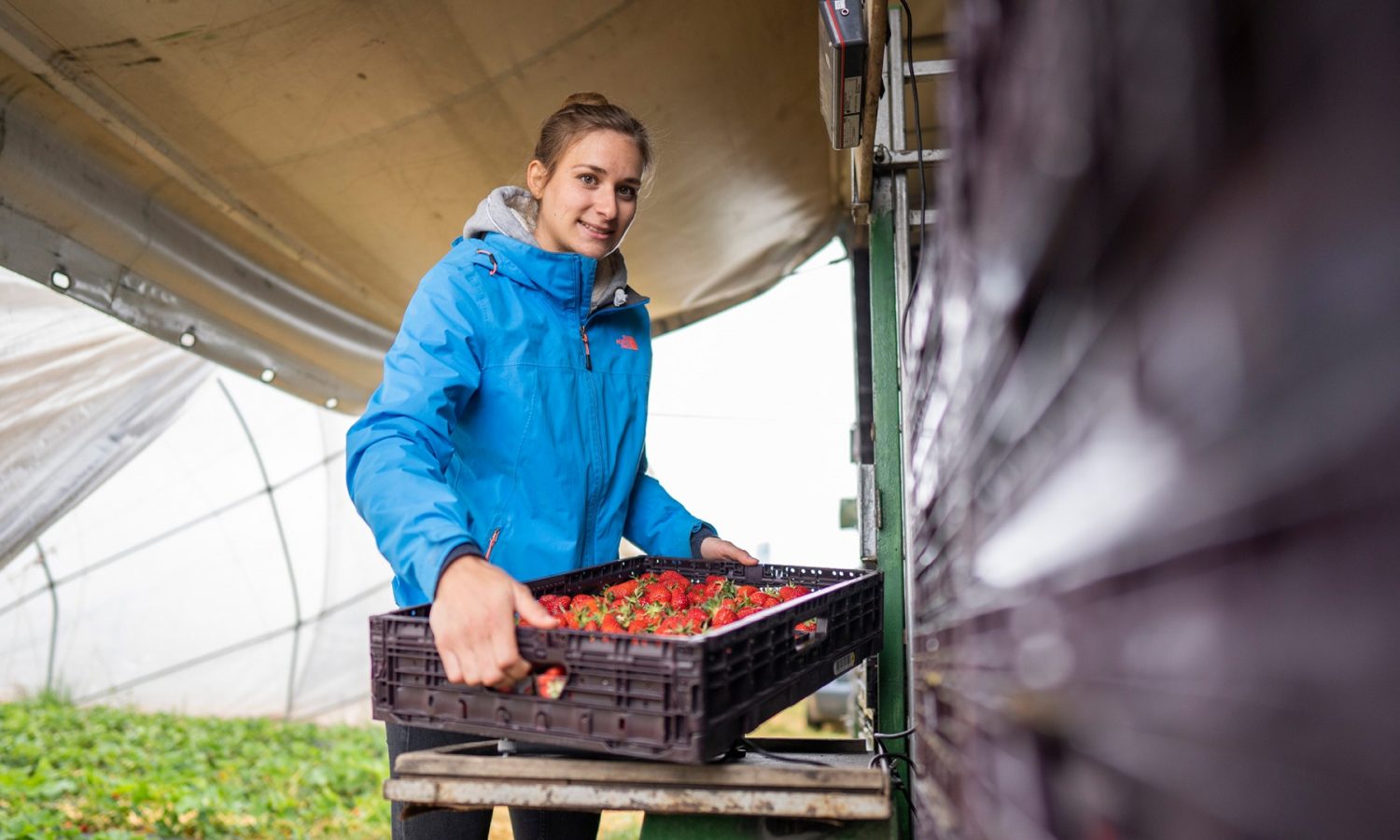 ogm-oberkirch-obstsammelstelle-sasbach-foto-roland-spether