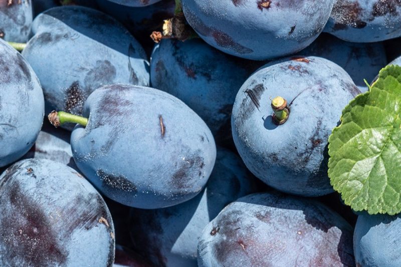 ogm-obstland-baden-steinobst-zwetschgen-mood